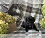 Small #3 Puggle