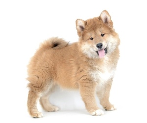 Shiba Inu Puppy for sale in GLENVIEW, IL, USA