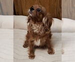 Small #1 Cavalier King Charles Spaniel