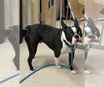 Small #1 Boston Terrier