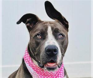 Medium American Staffordshire Terrier