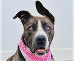 Small American Staffordshire Terrier