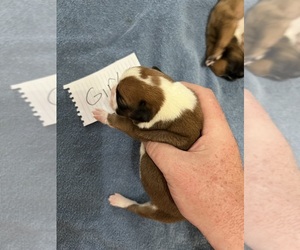 Boxer Puppy for sale in BLOOMINGTON, IL, USA