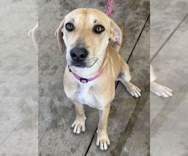 Medium Photo #4 Labrador Retriever-Unknown Mix Puppy For Sale in Fort Worth, TX, USA