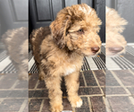 Puppy Hazel Aussiedoodle