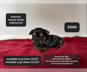 Yorkshire Terrier Puppy for sale in TUCSON, AZ, USA