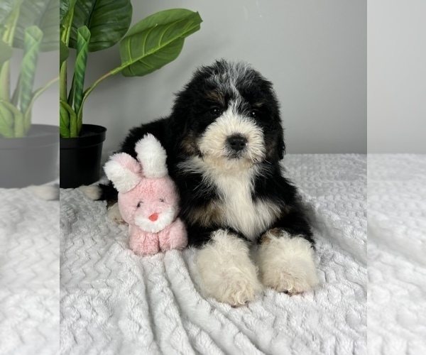 Medium Photo #2 Bernedoodle (Miniature) Puppy For Sale in FRANKLIN, IN, USA