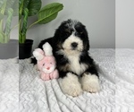 Small Photo #2 Bernedoodle (Miniature) Puppy For Sale in FRANKLIN, IN, USA