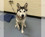 Small Siberian Husky