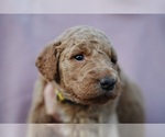 Small Photo #40 Goldendoodle (Miniature) Puppy For Sale in DALLAS, OR, USA