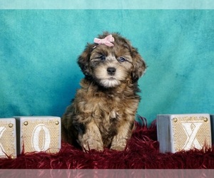 Goldendoodle (Miniature) Puppy for sale in WARSAW, IN, USA
