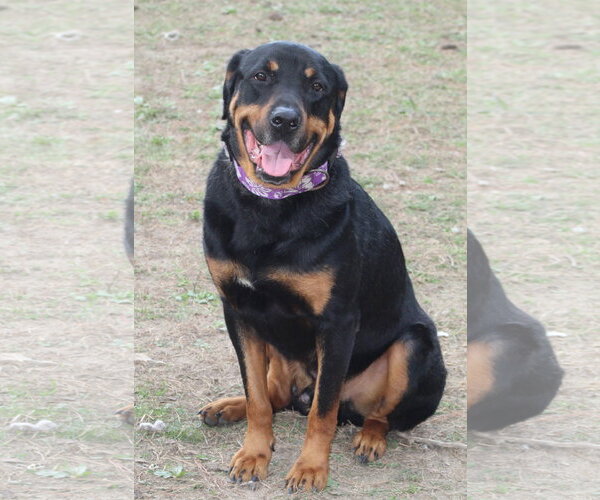 Medium Photo #17 Rottweiler Puppy For Sale in White Hall, AR, USA