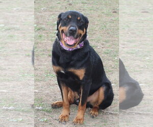 Reggie - Male Rottweiler Dog for Adoption - Photo #17