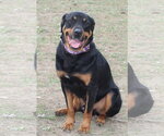 Small #16 Rottweiler