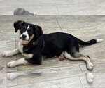 Small #2 Mutt