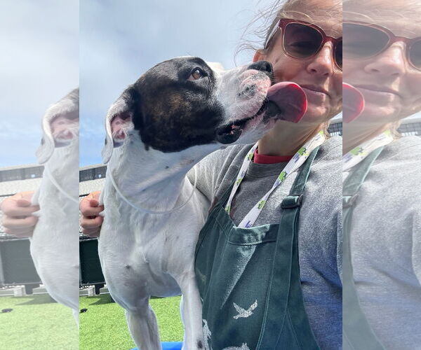 Medium Photo #4 Boxer-Unknown Mix Puppy For Sale in Stanwood, WA, USA