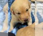 Small #13 Labrador Retriever