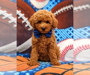 Poodle (Miniature) Puppy for sale in OXFORD, PA, USA