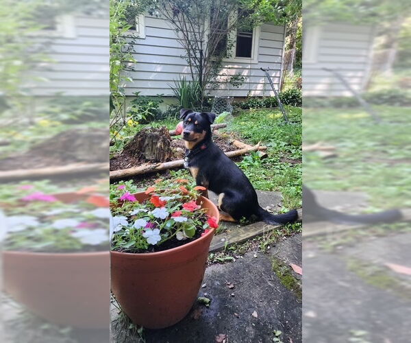 Medium Photo #14 Border Collie-Unknown Mix Puppy For Sale in Brewster, NY, USA