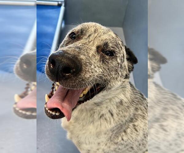 Medium Photo #1 Mutt Puppy For Sale in Downey, CA, USA