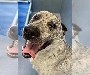 Mutt Dogs for adoption in Downey, CA, USA