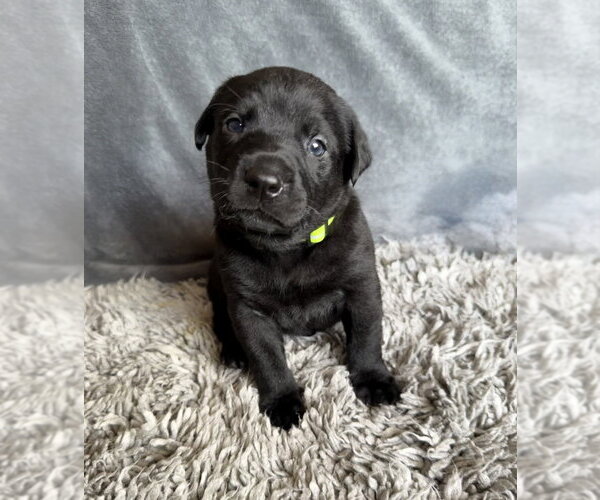 Medium Photo #1 Labrador Retriever-Unknown Mix Puppy For Sale in OKLAHOMA CITY, OK, USA