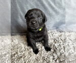 Small Labrador Retriever Mix