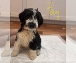 Small #3 Bernedoodle-Saint Bernard Mix