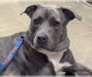 Staffordshire Bull Terrier Dogs for adoption in Milner, GA, USA