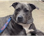 Small Staffordshire Bull Terrier