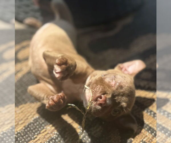 Medium Photo #2 Mutt Puppy For Sale in OKLAHOMA CITY, OK, USA