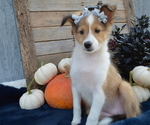 Small Photo #3 Shetland Sheepdog Puppy For Sale in HONEY BROOK, PA, USA