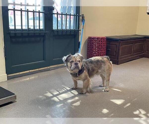 Medium Photo #1 French Bulldog Puppy For Sale in Pasadena, CA, USA