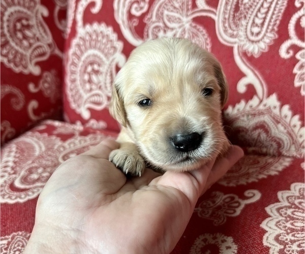 Medium Photo #2 Golden Retriever Puppy For Sale in FRANKLINTON, NC, USA