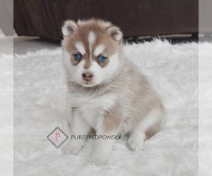 Pomsky Puppy for sale in KANSAS CITY, MO, USA