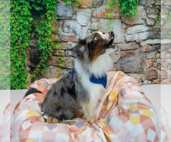 Medium Photo #3 Australian Shepherd Puppy For Sale in Kennesaw, GA, USA
