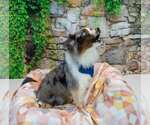 Small #2 Australian Shepherd