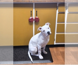 American Bulldog Puppy for sale in WARREN, OH, USA