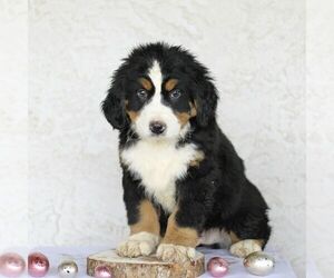 Bernese Mountain Dog Puppy for sale in ATGLEN, PA, USA
