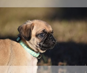 Pug Puppy for sale in PALM COAST, FL, USA