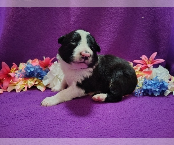 Medium Photo #10 Border Collie Puppy For Sale in NORBORNE, MO, USA
