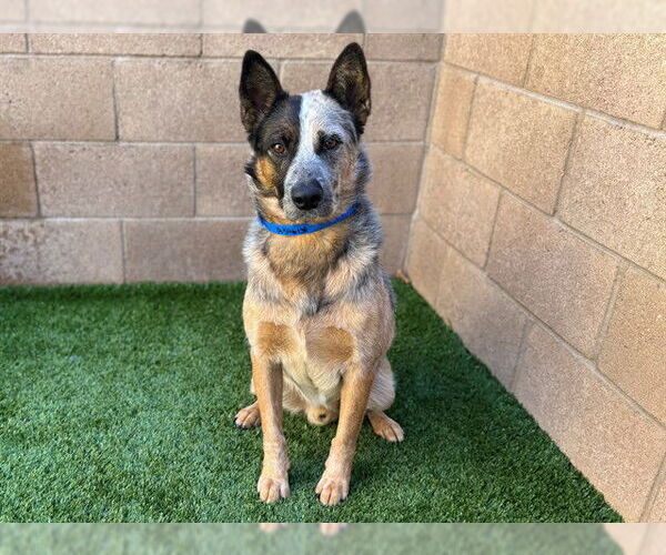 Medium Photo #2 Mutt Puppy For Sale in Moreno Valley, CA, USA