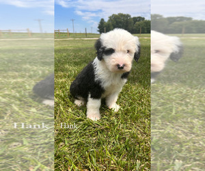 Old English Sheepdog Puppy for sale in SPRINGFIELD, IL, USA