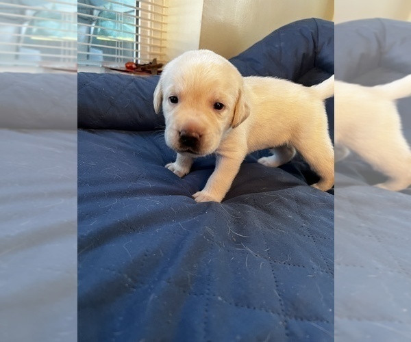 Medium Photo #11 Labrador Retriever Puppy For Sale in CLOVIS, CA, USA
