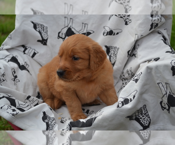 Medium Photo #2 Golden Retriever Puppy For Sale in GREENWOOD, WI, USA