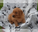 Small #1 Golden Retriever