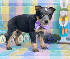 Australian Cattle Dog Puppy for sale in LANCASTER, PA, USA