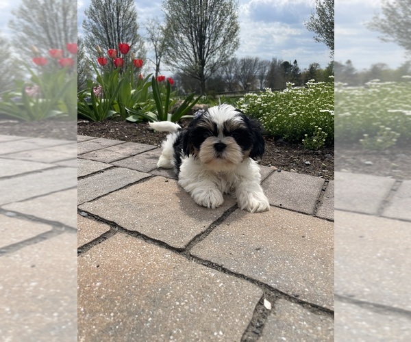 Medium Photo #2 Shih Tzu Puppy For Sale in CANOGA, NY, USA