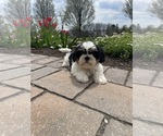 Small #1 Shih Tzu