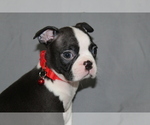 Small #4 Boston Terrier